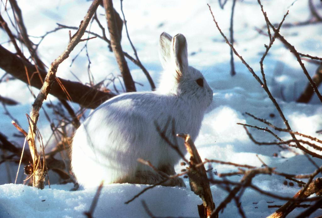 Stf Malmfaeltens Folkhoegskola Кіруна Екстер'єр фото